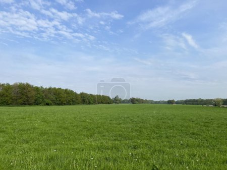 Photo for Farm landscape during summer in appelscha, Friesland the Netherlands - Royalty Free Image
