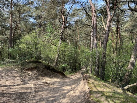 Foto de Ruta ciclista de montaña en el Parque Nacional Drents-Friese Wold alrededor de Appelscha, Frisia, Países Bajos - Imagen libre de derechos