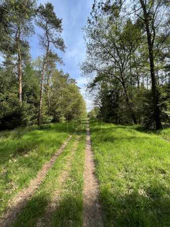 Téléchargez les photos : Piste de VTT au parc national Drents-Friese Wold autour d'Appelscha, Frise, Pays-Bas - en image libre de droit