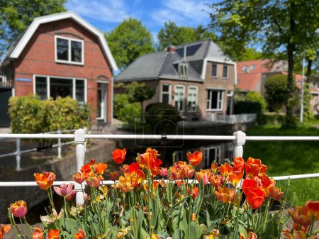 Tulips at a canal during summer in Dokkum, Friesland the Netherlands