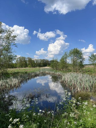 Étang dans la réserve naturelle autour de Grolloo en Drenthe aux Pays-Bas