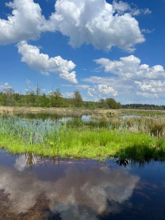Zones humides dans la réserve naturelle autour de Grolloo en Drenthe Pays-Bas