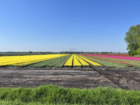 Colorful field of tulips around Assen in Drenthe the Netherlands
