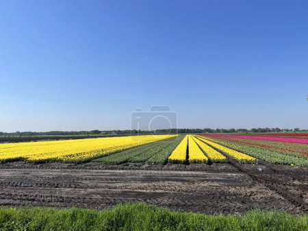 Foto de Campo colorido de tulipanes alrededor de Assen en Drenthe Países Bajos - Imagen libre de derechos