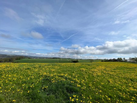 Téléchargez les photos : Paysage avec champ de fleurs jaunes autour de Karlshausen en Allemagne - en image libre de droit