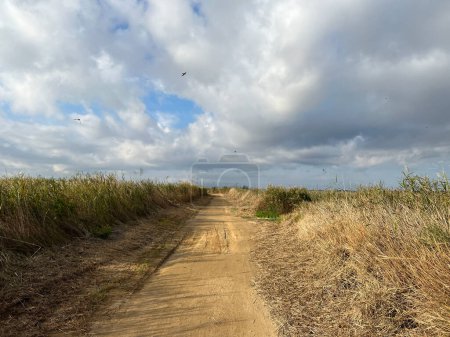 Photo for Dirt road at Delta de l'Ebre Nature Reserve in Spain - Royalty Free Image