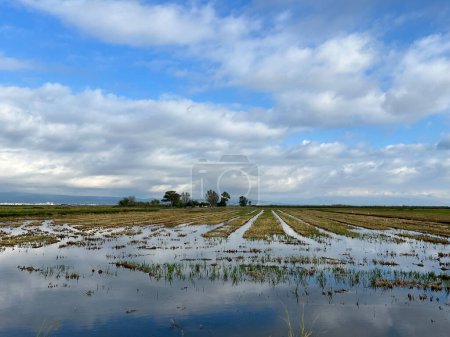 Téléchargez les photos : Zones humides de la réserve naturelle Delta de l'Ebre en Espagne - en image libre de droit