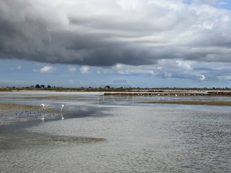 Photo for Flamingos at Delta de l'Ebre Nature Reserve in Spain - Royalty Free Image
