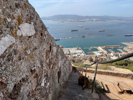 Berberaffen auf der Treppe im Gibraltar Nature Reserve