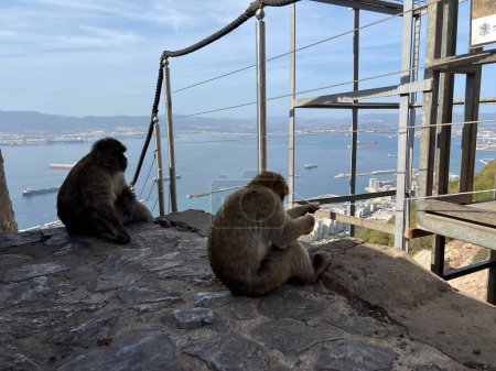 Barbary Macaque apes in Gibraltar Nature Reserve