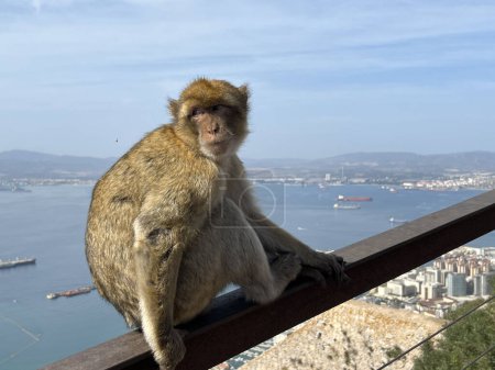 Barbary Macaque ape in Gibraltar Nature Reserve