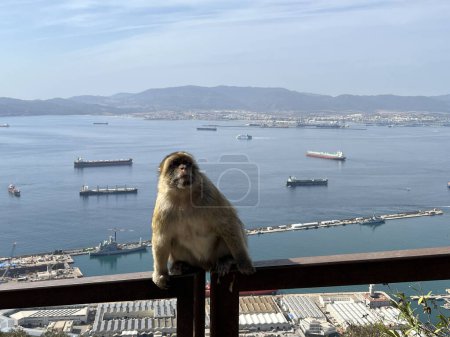 Barbary Macaque ape in Gibraltar Nature Reserve
