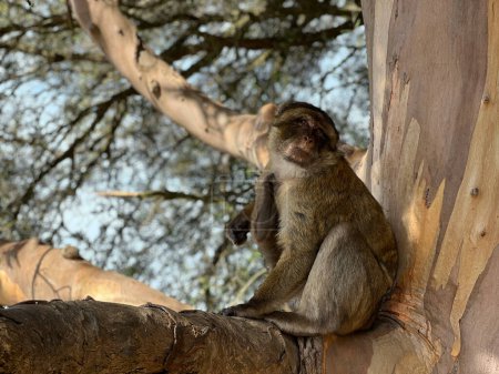 Photo for Barbary Macaque ape in a tree at  Gibraltar Nature Reserve - Royalty Free Image