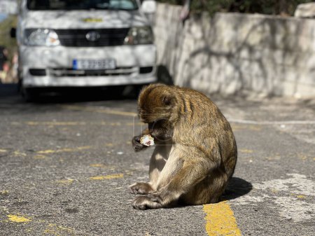 Barbary Macaque ape enjoying an ice cream on the road of Gibraltar Nature Reserve