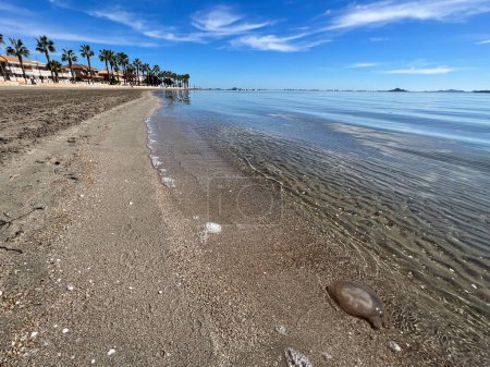 Quallen am Strand von Los Narejos und Los Alcazares in Spanien