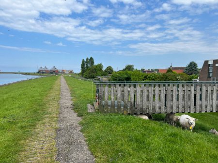Schafe auf einem Deich bei Stavoren in Friesland Niederlande