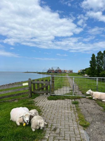 Schafe auf einem Deich bei Stavoren in Friesland Niederlande