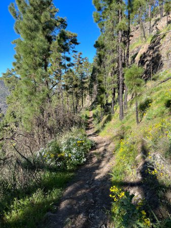 Hiking around Tamadaba Natural Park on the island Gran Canaria