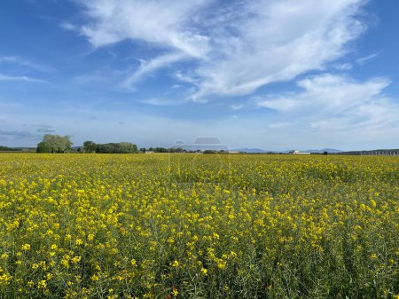 Field with yellow flowers around the village Torroella de Montgri in catalonia spain