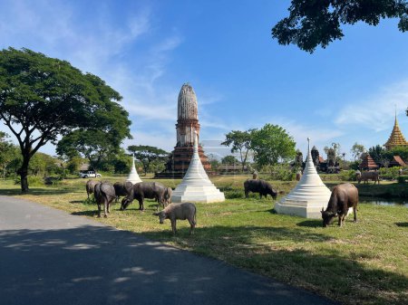 Buffalos in the Ancient City around Bangkok, Thailand
