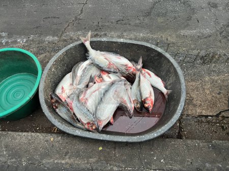Death fish in a bucket in the streets of Bangkok, Thailand