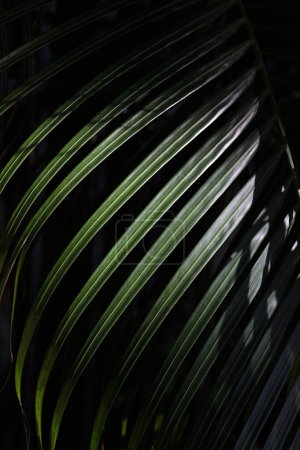 Photo for Closeup palm frond in natural green on a black background with selective focus. Vertical orientation. - Royalty Free Image