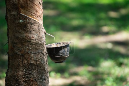 Photo for Tapping latex rubber tree and bowl filled with latex, close up of rubber tree in the farm, rubber latex extracted from rubber tree. - Royalty Free Image