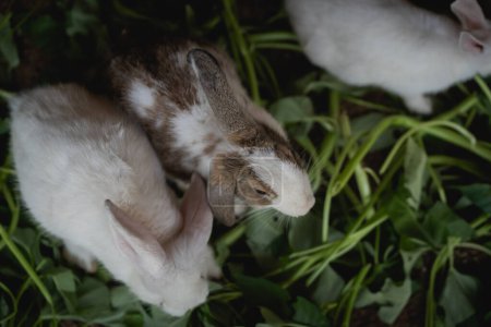 Foto de Conejo blanco encantador comer gloria de la mañana en la jaula. Lindo conejo en el zoológico. Concepto animal. - Imagen libre de derechos