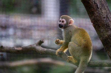 Adorable mono ardilla cautiva a los visitantes en el zoológico. Testigo de sus travesuras juguetonas en el hábitat cerrado. Mono Saimiri sciureus en la jaula del zoológico de Chiang Mai en Tailandia.