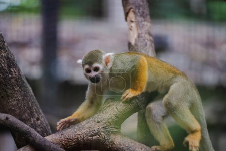 Téléchargez les photos : Adorable singe écureuil captive les visiteurs au zoo. Assistez à leurs devinettes ludiques dans l'habitat clos. Singe Saimiri sciureus dans la cage du zoo de Chiang Mai Thaïlande. - en image libre de droit