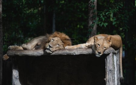Foto de Un león macho y una hembra descansan en un zoológico en Chiang Mai, Tailandia. - Imagen libre de derechos