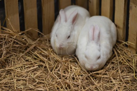 Foto de Dos preciosos conejos blancos comen la gloria de la mañana en jaula. Lindo conejo en el zoológico. Concepto animal. - Imagen libre de derechos