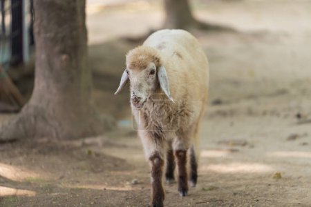 A sheep is walking on a dirt path. The sheep is white and has brown spots
