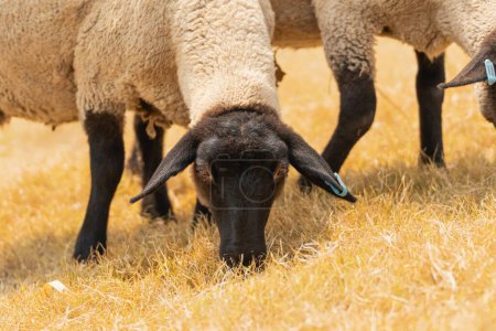 Téléchargez les photos : Un mouton paître sur l'herbe. Le mouton est noir et blanc - en image libre de droit