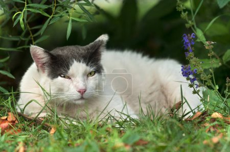 Weiß-schwarze Katze mit rosa Nase in Nahaufnahme in einem natürlichen Rahmen aus Gras und Blättern.
