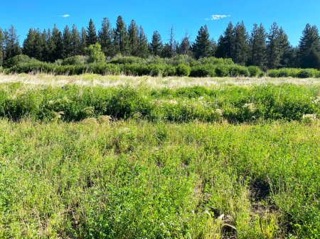 Foto de Una hierba silvestre junto al lago pantano bosque de montaña parque nacional protección tierras cielo despejado paisaje - Imagen libre de derechos
