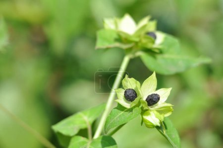 Milabis jalapa peru or clock flower seeds selective focus