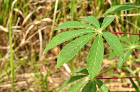 Téléchargez les photos : Nature gros plan sur les feuilles de manioc vert focus sélectif - en image libre de droit