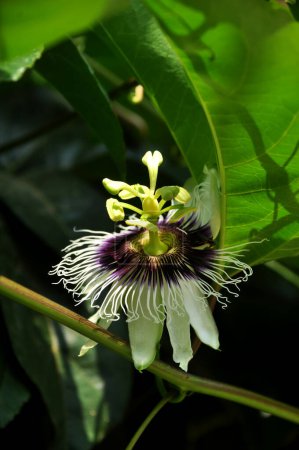 Foto de Flor de árbol de fruta de pasión enfoque selectivo de primer plano - Imagen libre de derechos