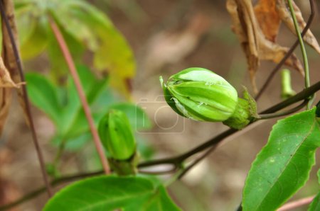 Téléchargez les photos : Passion arbre fruitier fleur gros plan sélectif focus - en image libre de droit