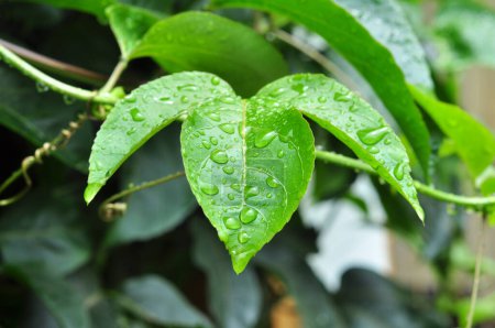 Téléchargez les photos : Gros plan gouttes de pluie sur les feuilles focus sélectif - en image libre de droit