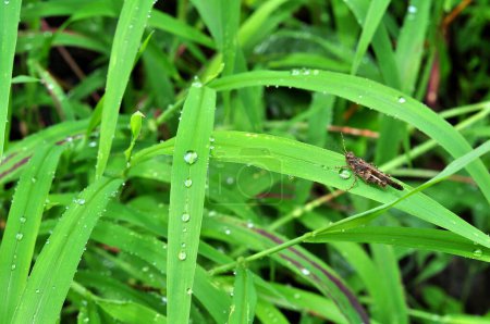 Téléchargez les photos : Gros plan gouttes de pluie sur les feuilles focus sélectif - en image libre de droit
