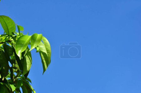 Téléchargez les photos : Feuilles vertes fraîches foyer sélectif ciel bleu sans fond nuageux - en image libre de droit