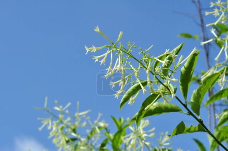 Téléchargez les photos : Arum dalu or Cestrum nocturnum night blooming jasmine flower close-up - en image libre de droit