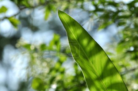 Téléchargez les photos : Focus sélectif feuilles vertes fond flou - en image libre de droit
