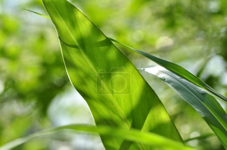 Téléchargez les photos : Focus sélectif feuilles vertes fond flou - en image libre de droit