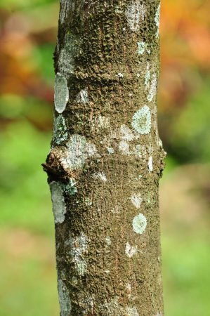 Téléchargez les photos : Mise au point sélective arbre tronc flou fond - en image libre de droit