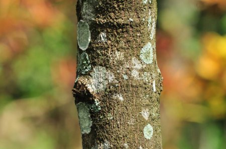 Téléchargez les photos : Mise au point sélective arbre tronc flou fond - en image libre de droit