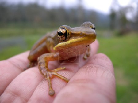 Téléchargez les photos : Gros plan de bébé grenouille sur fond flou main - en image libre de droit
