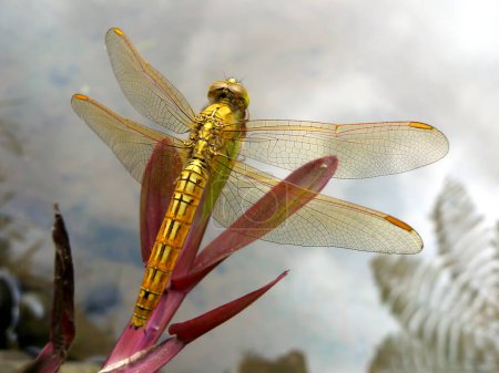 Téléchargez les photos : Gros plan d'une libellule jaune perchée sur une branche - en image libre de droit